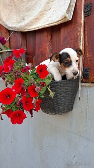 Jack russell terier - 2