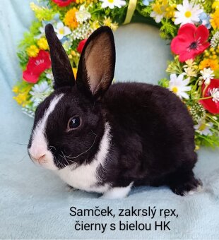Zakrslé ( zdrobnené) rexy s VP samičky, samčekovia - 2