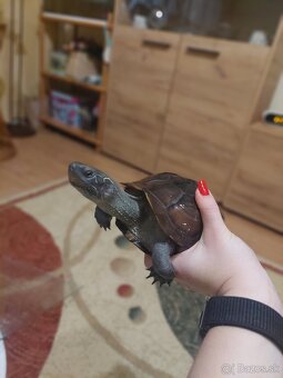 Predam 2 vodné korytnačky s filtrom - 2