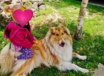 Kólia dlhosrstá - 2