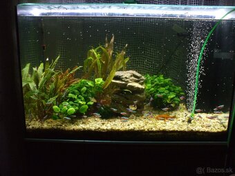 Predam akvarium + prislušenstvo a rastliny - 2