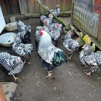 Nasadove vajíčka - 2