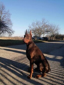 Doberman Krytie - 2