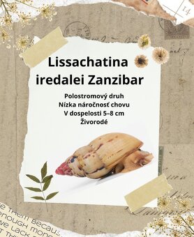 Africké slimáky - 2