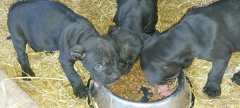 Bandog x - 2