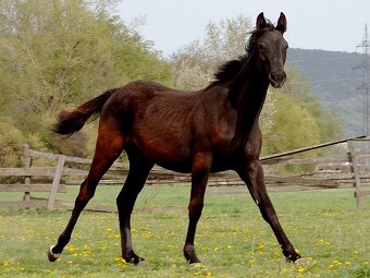 kobylka po appaloosa - 2