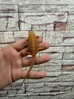 Agama Bradatá - 2