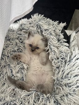 Mačiatka ragdoll na predaj - 2