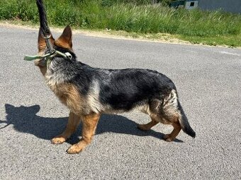 Nemecky ovčiak - 2