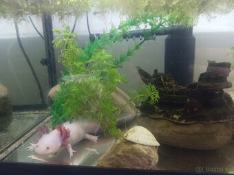 axolotl - 2