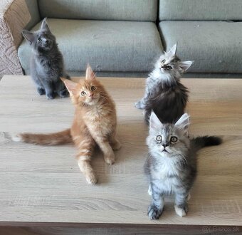 Mačiatka Maine Coon - 2