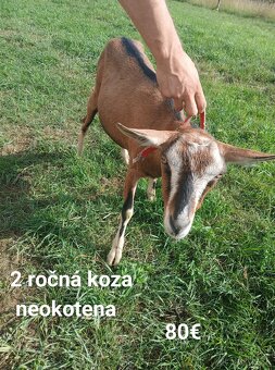 Kozy - 2