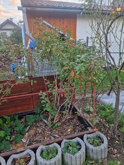 Kanadske cucoriedky - 2