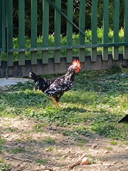 Vlaška Exchequer - 2