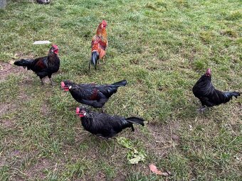 Na Predaj  mladé kohúty, obec Vojňany, okr. Kežmarok - 2