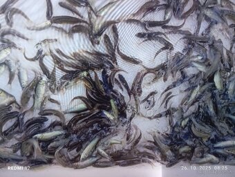 Predám na sadové rybky Lieň - 2