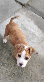 American bully merle - 2