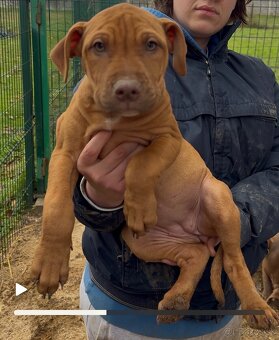 American Pitbull - 2