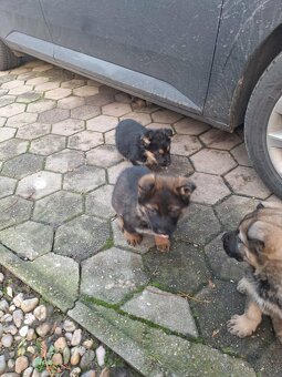 Nemecký ovčiak - 2