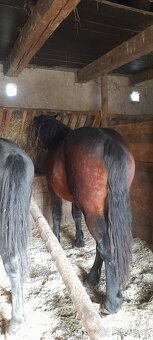 Predam kobylu - 2