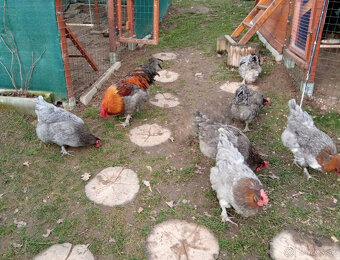 Nasadove vajcia (NV) - 2