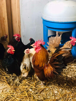 Ayam Serema-nasadove vajíčka - 2