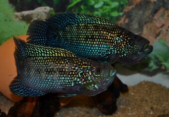 Rocio octofasciata - Kančík perleťový - 2