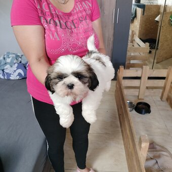 Šteniatko Shih-tzu (shih tzu, shihtzu) - 2