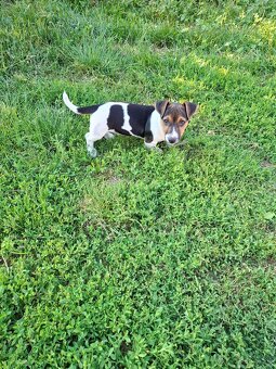 Jack russell terier. - 2