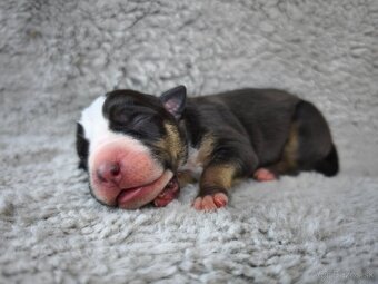 American Bully - 2
