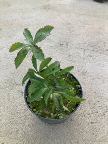 Helleborus čemerica - 2