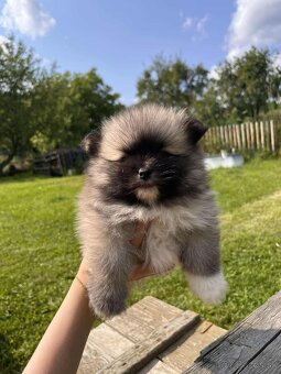 Špic trpasličí _pomeranian - 2
