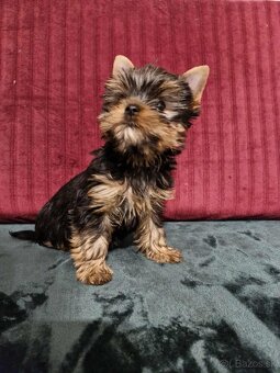 Jorkšírský teriér, Yorkshire terriér - exluzivní štěňátka - 2