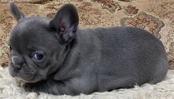 Francuzsky buldoček - 2