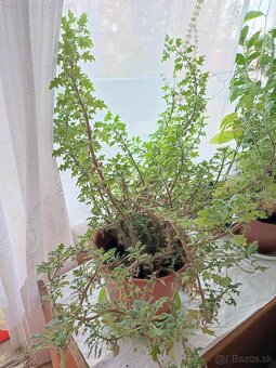 Predám Migrénovník - 2