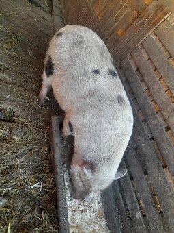 Vietnamske prasa - 2