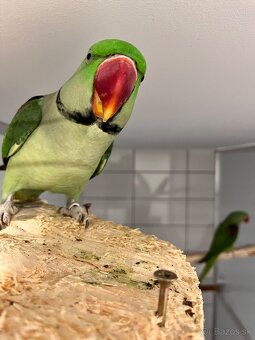 Alexander veľký - pár - 2