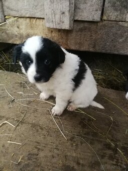 Predám šteniatka - 2