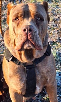 hotel pre psov, vycvik psov - 2