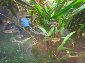 Predám mix -Endlerky - 2