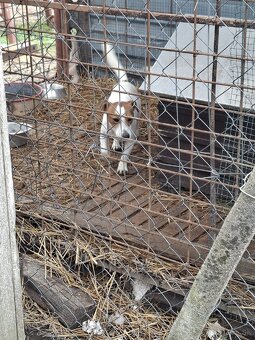 Jack russel - 2