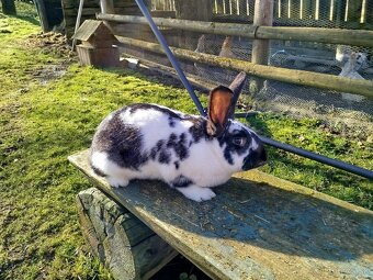 Predám mix samice - 2