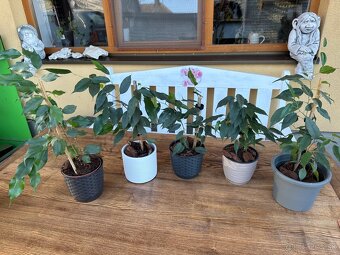 Ficus benjamina - Fikus benjamín / Variegata - 2