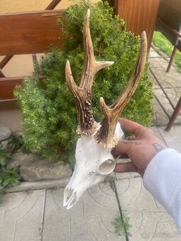 Trofej ,srnec ,parohy ,parozie - 2