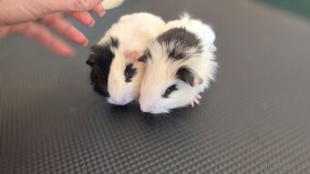 Dve samičky hladkosrsté morča hladaju domov - 2