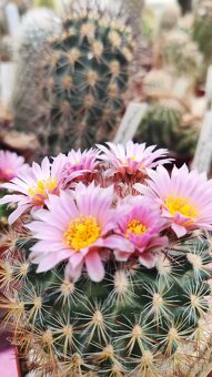 Mrazuvzdorné kaktusy - 2