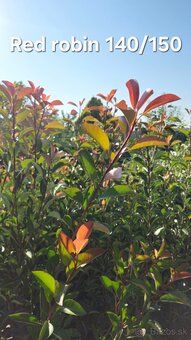 ČERVIENKA - Photinia - 2