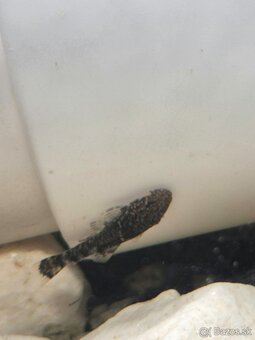 Prísavník obyčajný - Ancistrus sp. - 2