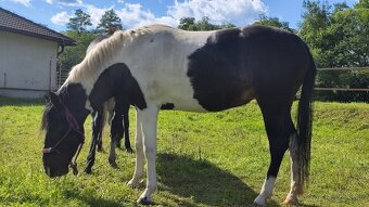 Paso fino - 2