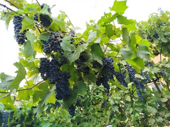 Vinič bakó - 2